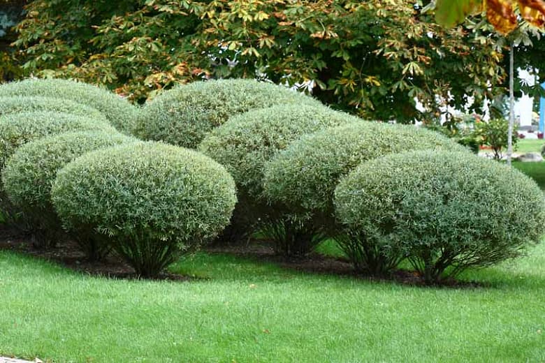 Salix purpurea (Пурпурная ива)