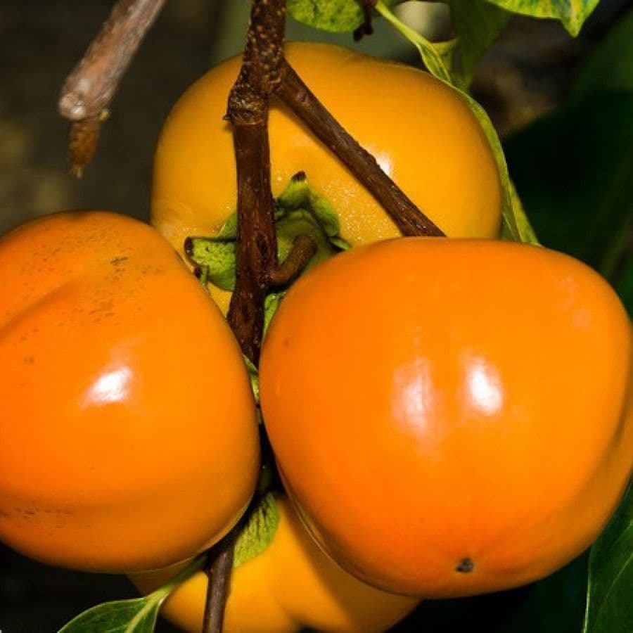 Хурма восточная "Fuyu"