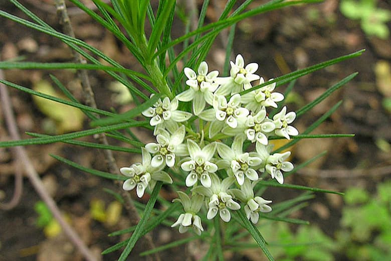 Asclepias linaria (Молочай сосновый игольчатый)