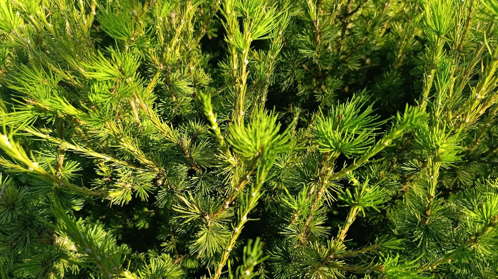 Лиственница европейская (Larix decidua)
