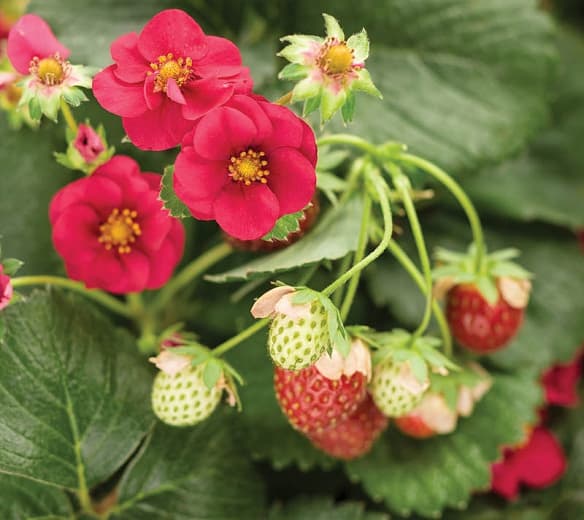 Fragaria × ananassa 'Berried Treasure Red' (Вечнозеленая земляника)
