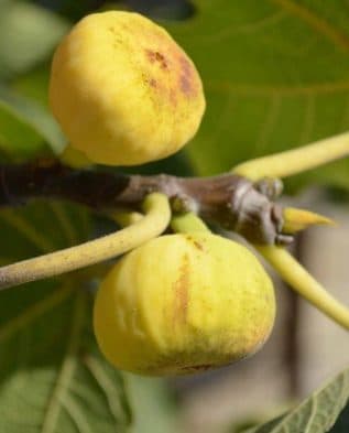 Фикус Карика "Адриатический белый" (инжир)