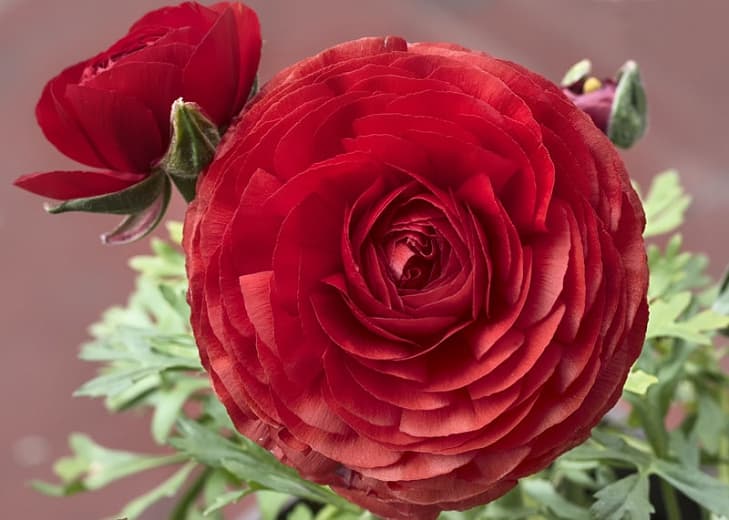 Ranunculus asiaticus 'Tomer Red' (Персидский лютик)