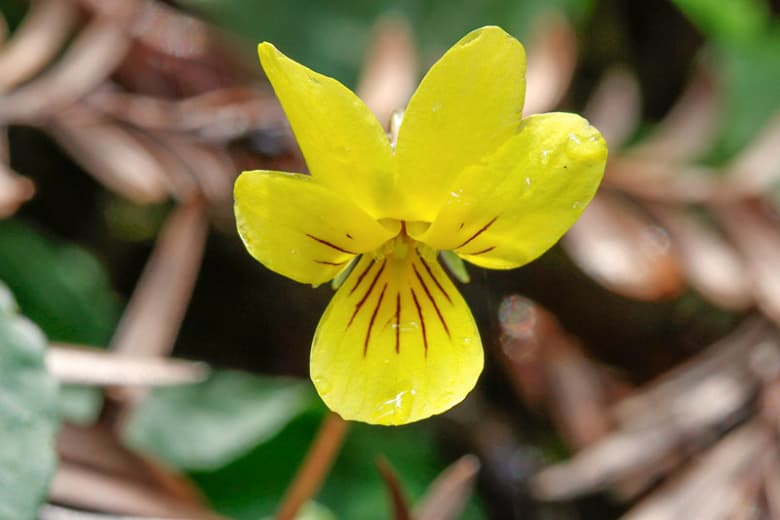 Viola sempervirens (Вечнозеленая фиалка)