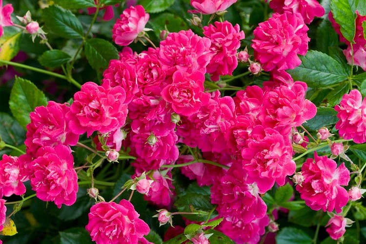 Роза 'Super Excelsa'