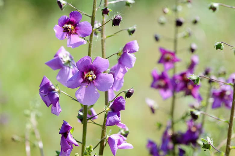 Verbascum phoeniceum 'Temptr Purple' (Фиолетовый коровяк)