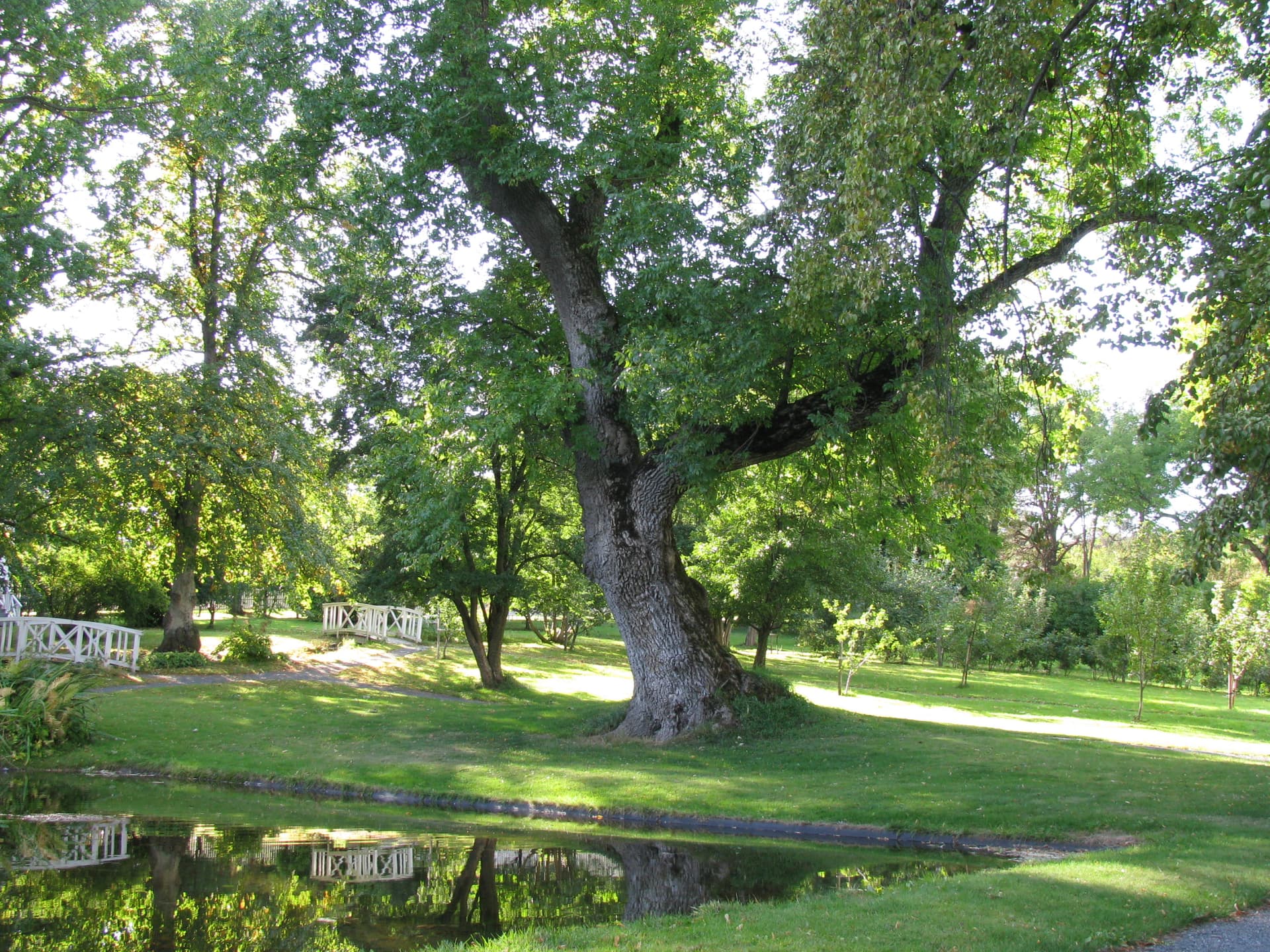 Европейский ясень