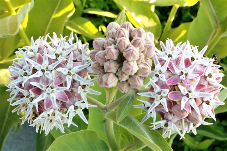 Asclepias speciosa (Эффектный молочай)