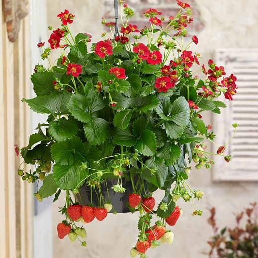 Fragaria × ananassa 'Ruby Ann' (Вечнозеленая земляника)