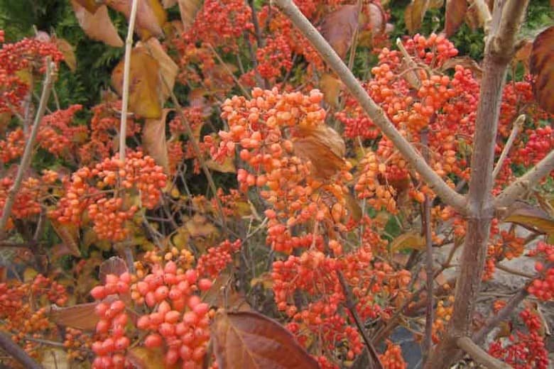 Липовая калина
