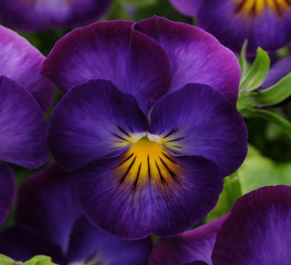 Viola cornuta 'Halo Violet' (Рогатая фиалка)