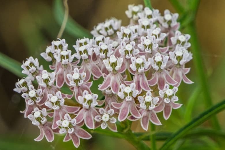 Asclepias fascicularis (Молочай узколистный)