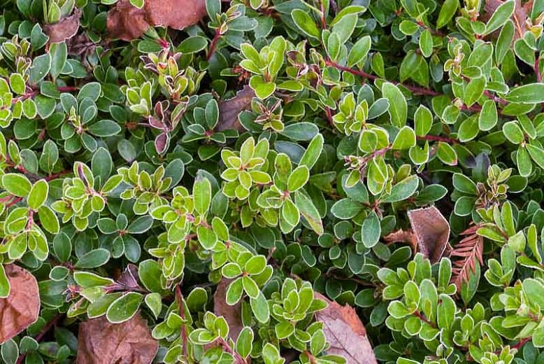 Arctostaphylos uva-ursi 'Vancouver Jade' (Толокнянка)
