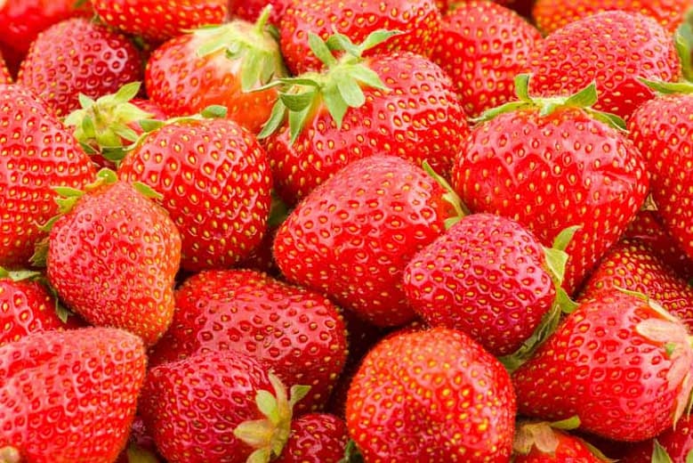 Fragaria x ananassa 'Морской пейзаж' (Вечнозеленая земляника