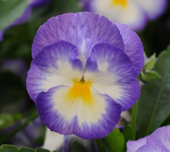 Viola cornuta 'Halo Lilac' (Рогатая фиалка)