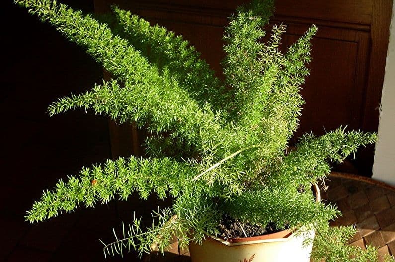 Asparagus densiflorus 'Myersii' (Перистая спаржа)