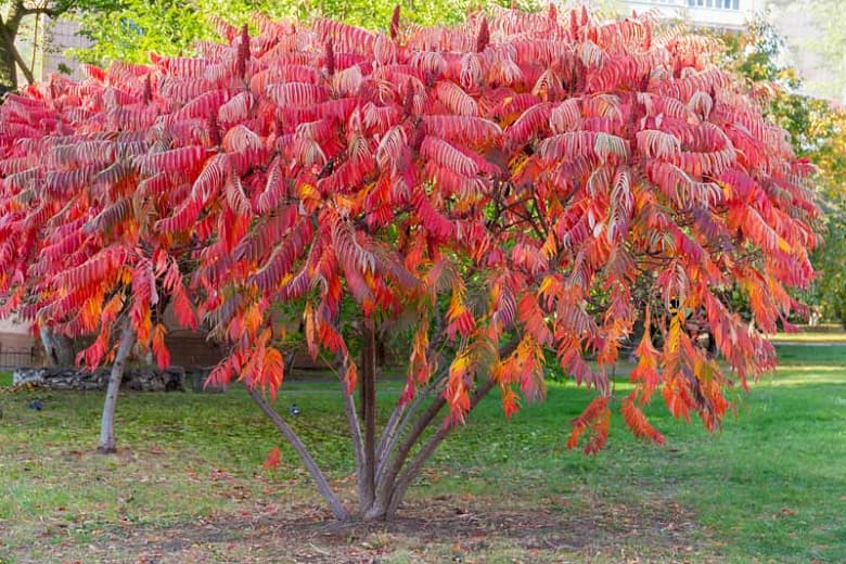 Rhus typhina (сумах оленьего рога)