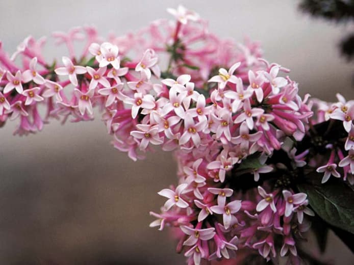 Syringa x prestoniae 'Мисс Канада' (Престонская сирень)