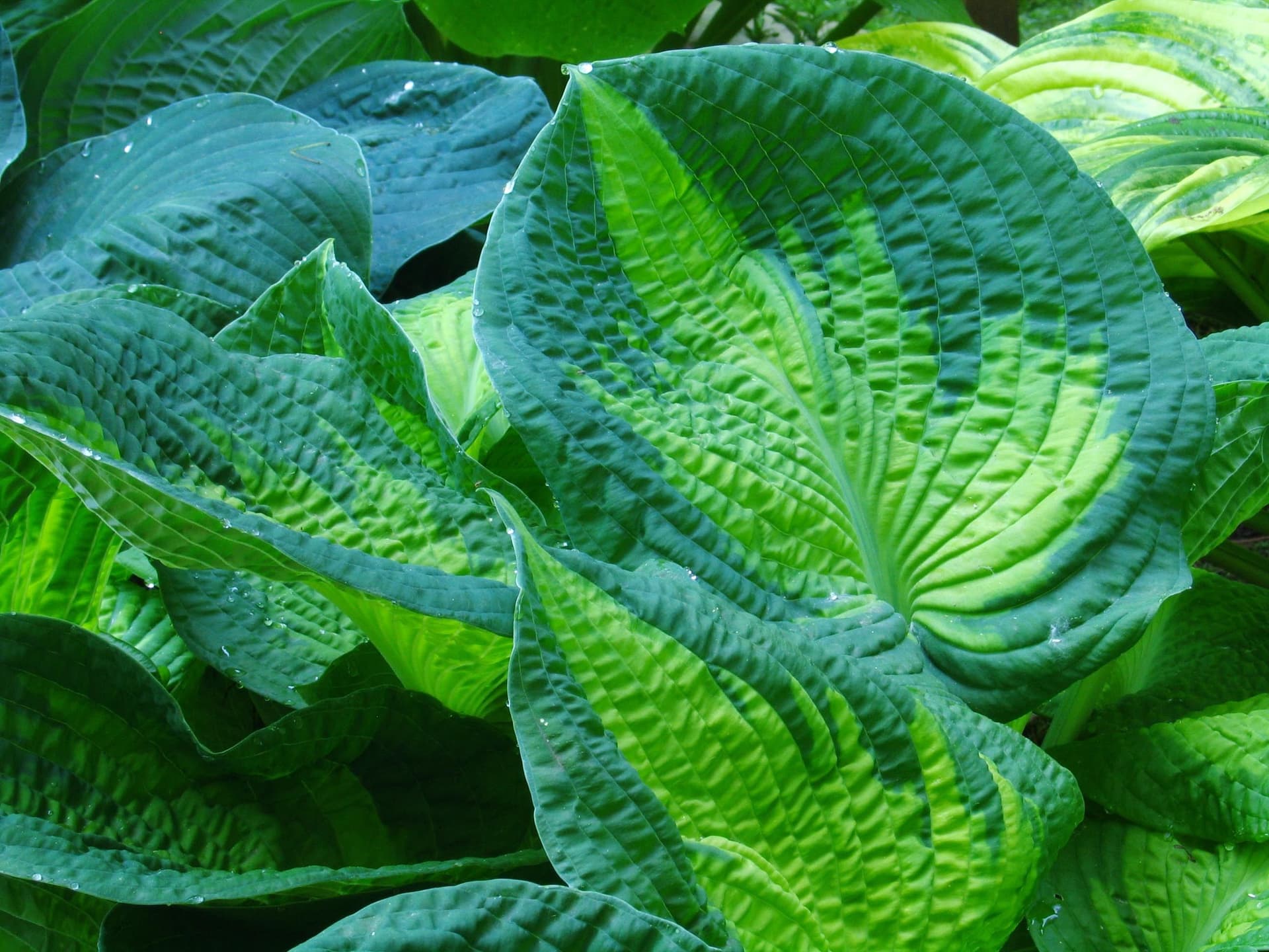 Хоста " Брат Стефан" (подорожниковая лилия)