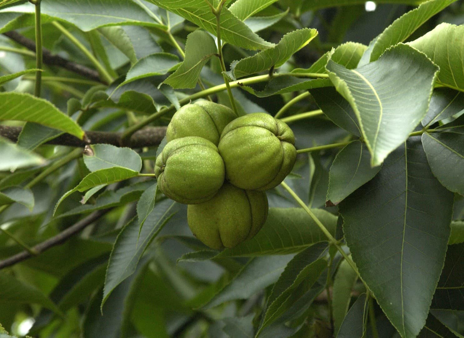 Кария