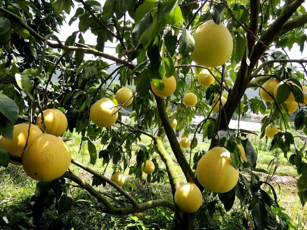 Помело