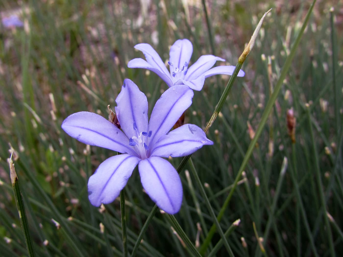 Aphyllanthes monspeliensis (Лилия розовая)