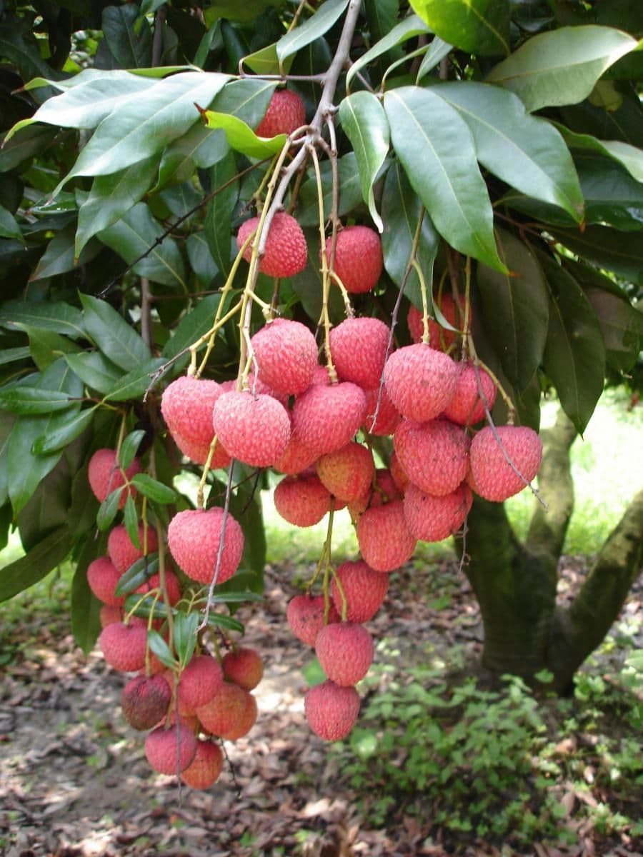 Личи китайское "Dehra Dun"