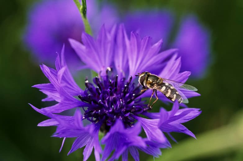 Centaurea cyanus 'Pinkie' (Василек)