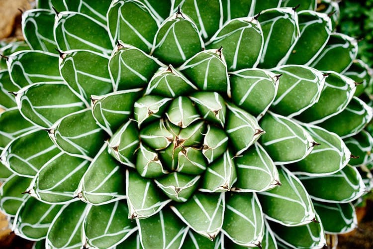 Агава victoriae-reginae