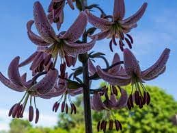 Лилия 'Пинк Монин' (Martagon Lily)