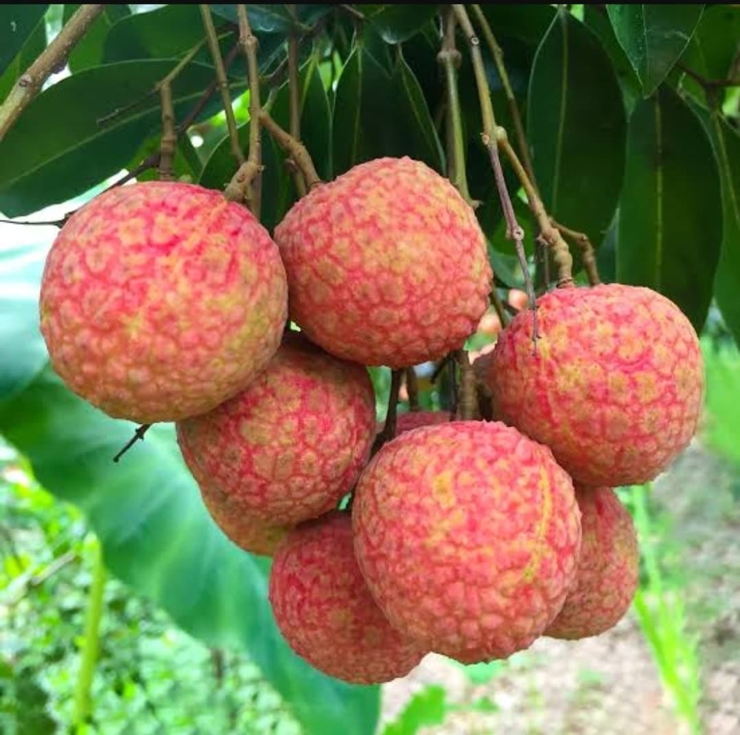Личи китайское "Lin San Sue"
