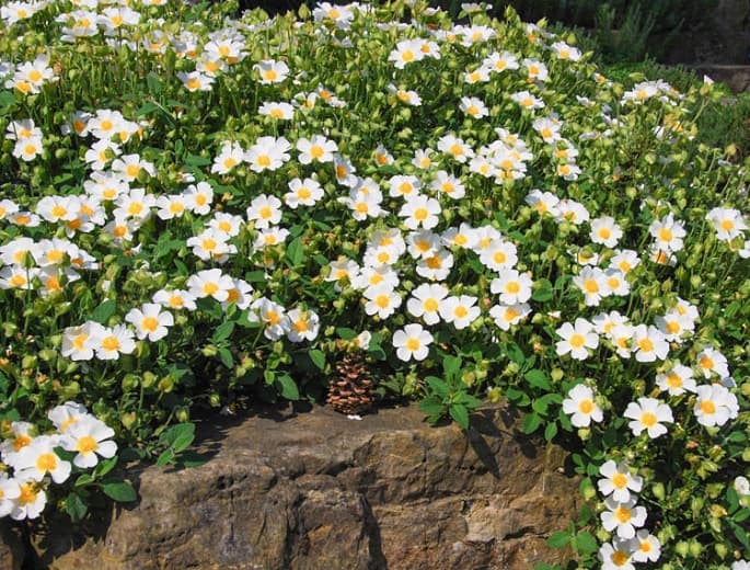Cistus salviifolius 'Prostratus' (Полыннолистная роза)