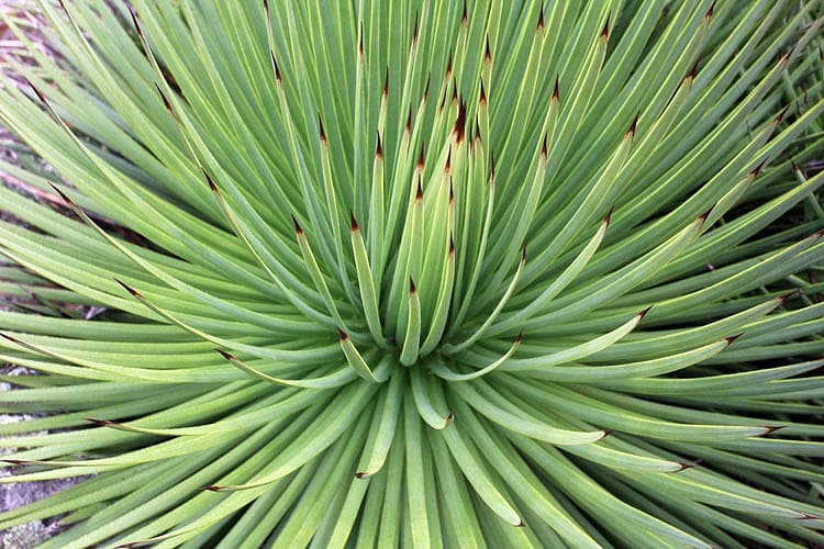 Agave striata (Узколистное столетнее растение)