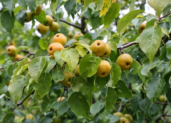 Груша уссурийская