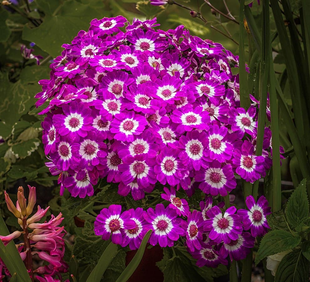 Цинерария цветочная (Pericallis х hybrida)