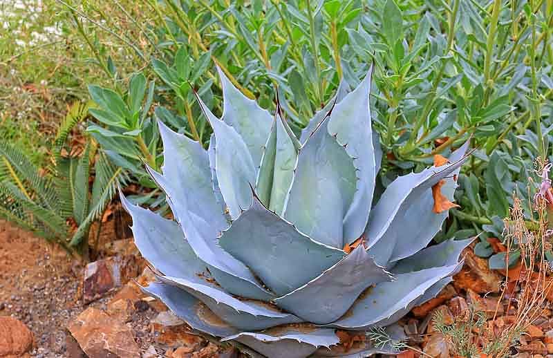Агава ovatifolia 'Frosty Blue' (Агава китового языка)