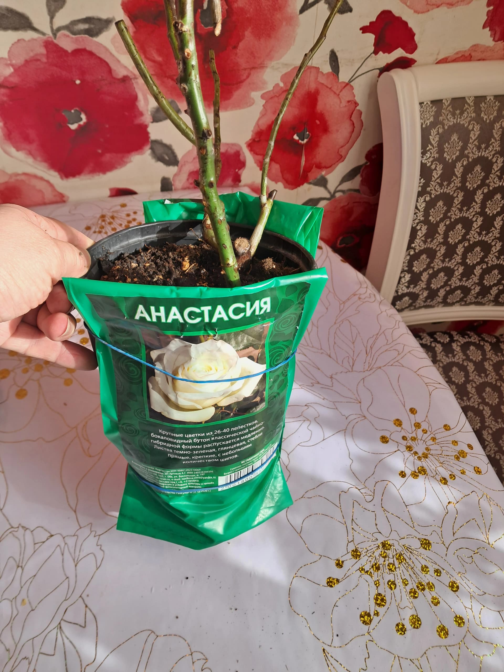Покупка чайно - гибридной розы.