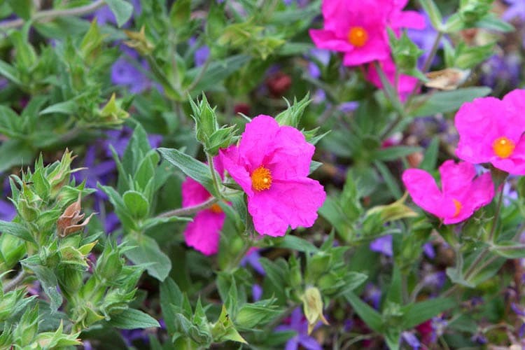 Cistus x pulverulentus 'Sunset' (Пурпурная каменная роза)
