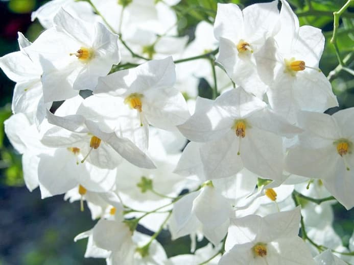 Solanum laxum 'Album' (Картофельная лоза)