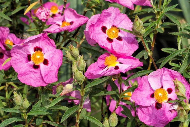 Cistus purpureus (Скальная роза с фиолетовыми цветами)