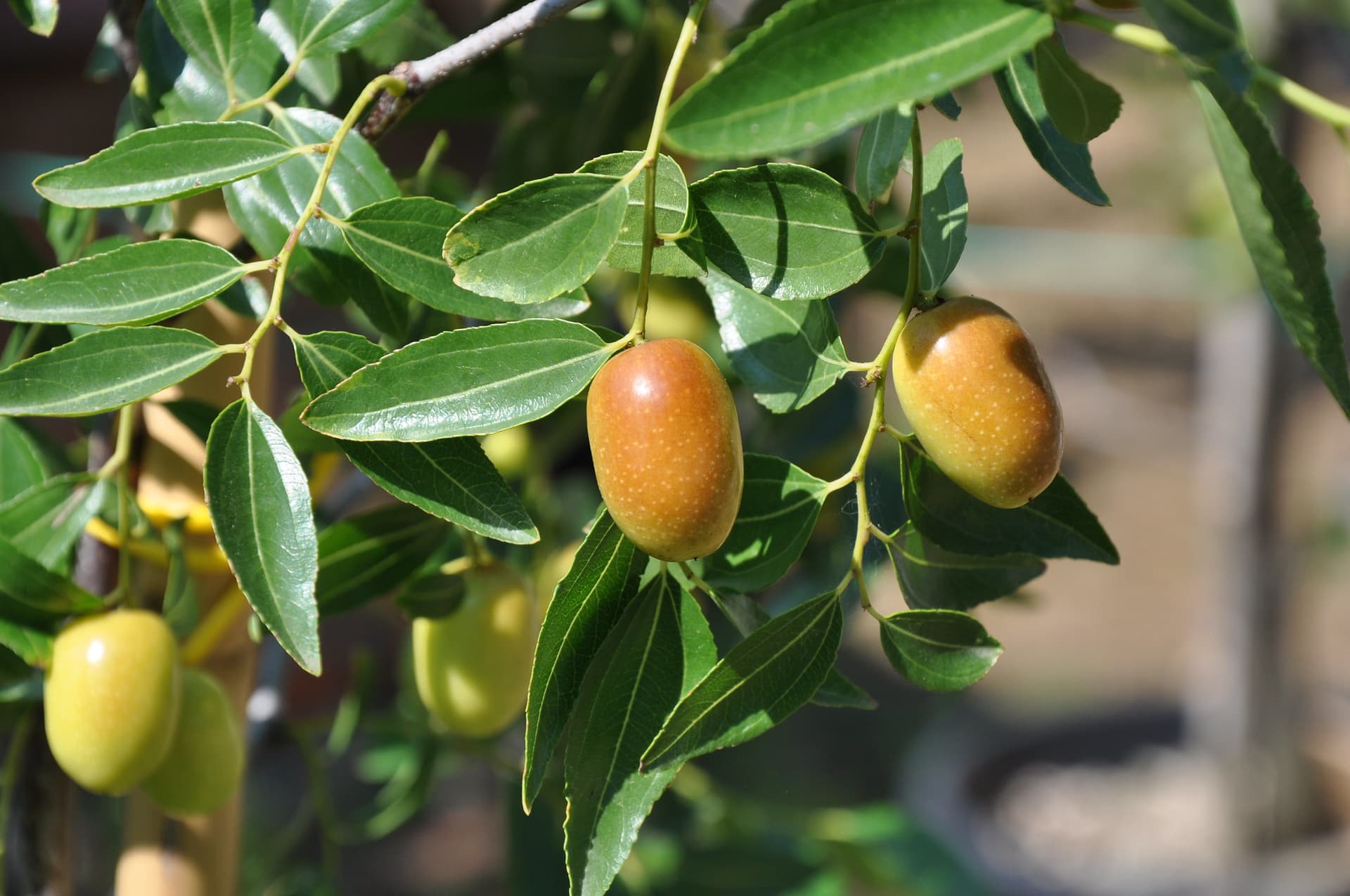 Зизифус
