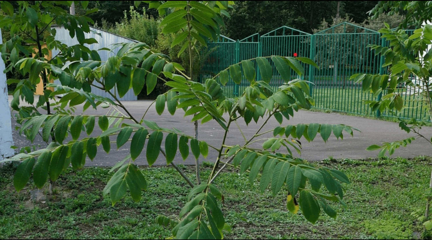 Ланкастерский орех