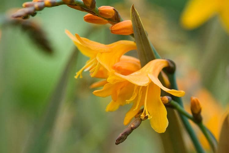 Крокосмия x crocosmiiflora 'Solfatara'