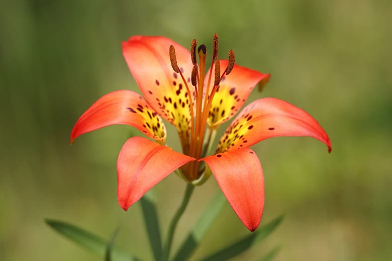 Lilium philadelphicum (Древесная лилия)