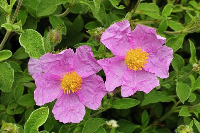 Cistus creticus (Критская каменная роза)