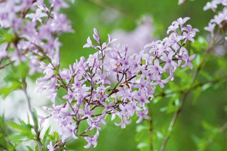 Syringa x laciniata (Сирень с черенками)