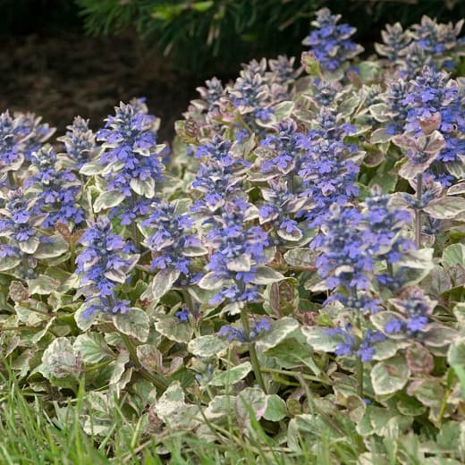 Ajuga reptans 'Burgundy Glow' (Ковровый стеклярус)