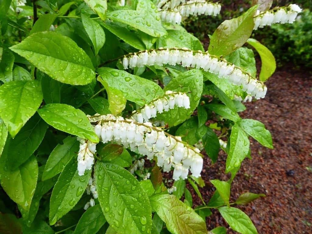 Леукотоэ