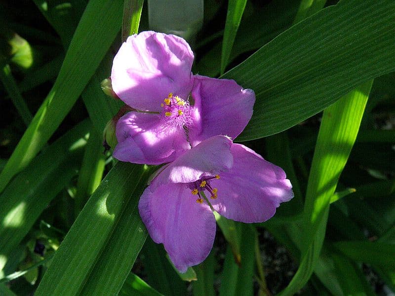 Традесканция западная ( Луговая, степная )