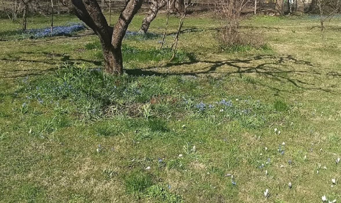 Весенние цветы в нашем саду